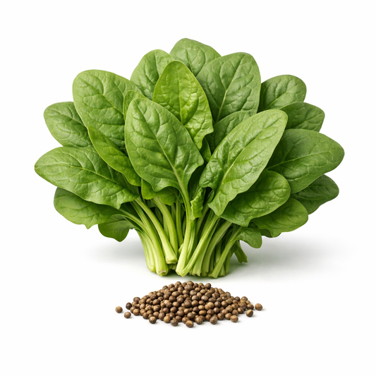Orgaa Spinach Seeds (Palak) – Fast Growing Leafy Vegetable Seeds for Home Gardening