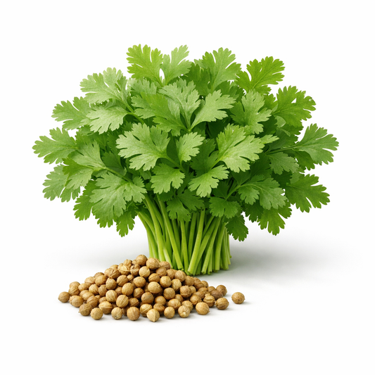 Orgaa Coriander Seeds (Dhaniya) – Multipurpose Herb Seeds for Kitchen Gardening