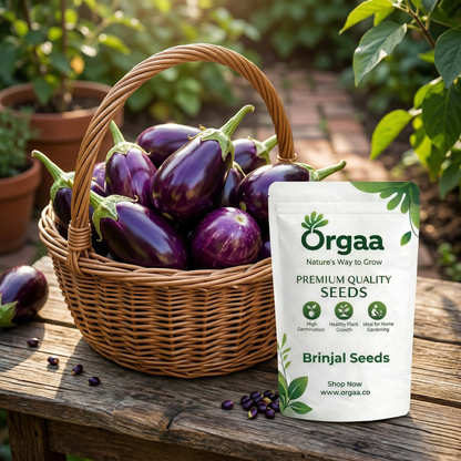 Orgaa Brinjal Seeds (Baingan) – High Yield Vegetable Seeds for Home Gardening