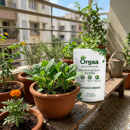 Orgaa Spinach Seeds (Palak) – Fast Growing Leafy Vegetable Seeds for Home Gardening