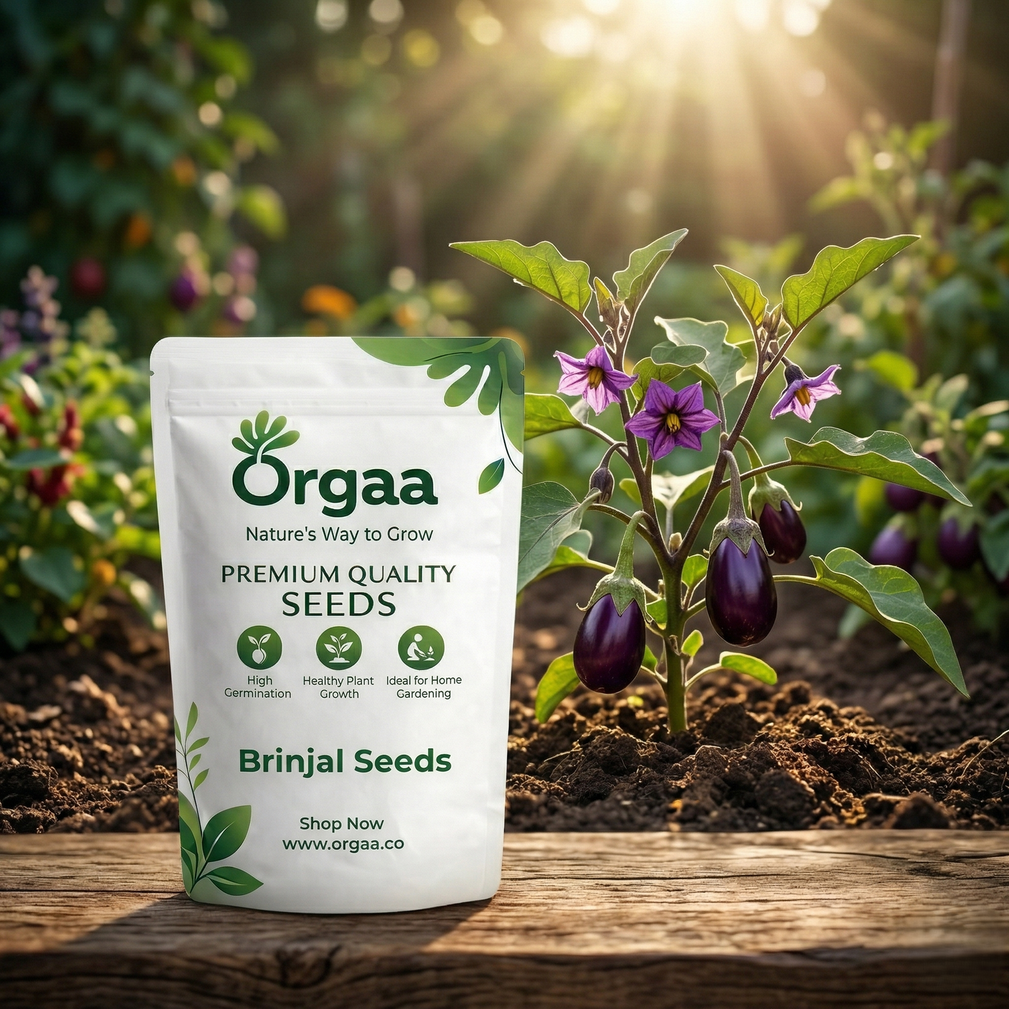 Orgaa Brinjal Seeds (Baingan) – High Yield Vegetable Seeds for Home Gardening