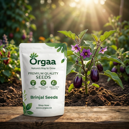 Orgaa Brinjal Seeds (Baingan) – High Yield Vegetable Seeds for Home Gardening