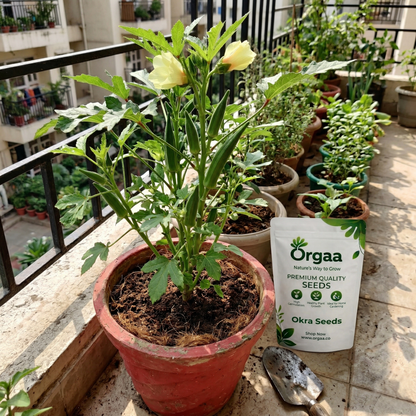 Orgaa Okra Seeds (Bhindi) – Fast Growing Lady Finger Seeds for Kitchen Gardening