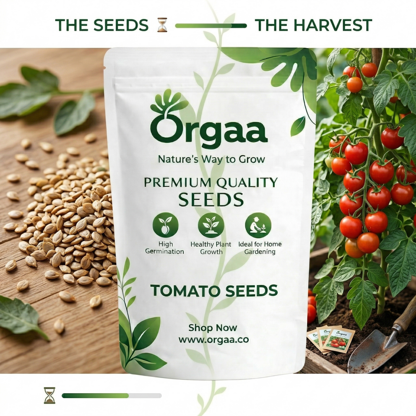 Orgaa Tomato Seeds (Tamatar) – High Yield Vegetable Seeds for Home & Kitchen Gardening