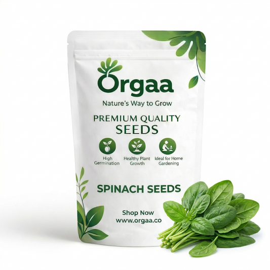 Orgaa Spinach Seeds (Palak) – Fast Growing Leafy Vegetable Seeds for Home Gardening