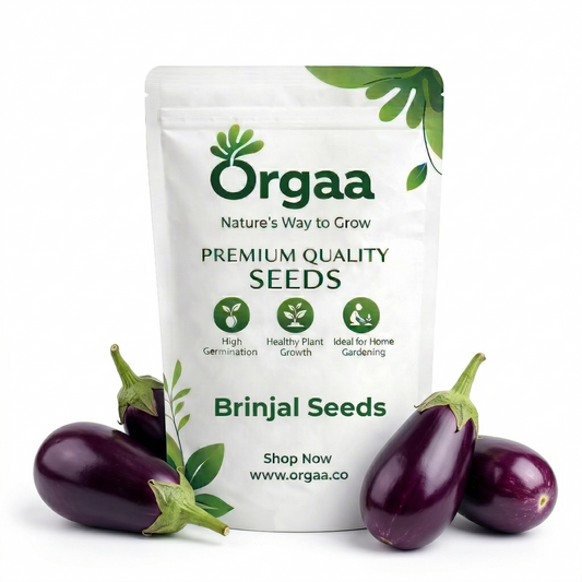 Orgaa Brinjal Seeds (Baingan) – High Yield Vegetable Seeds for Home Gardening