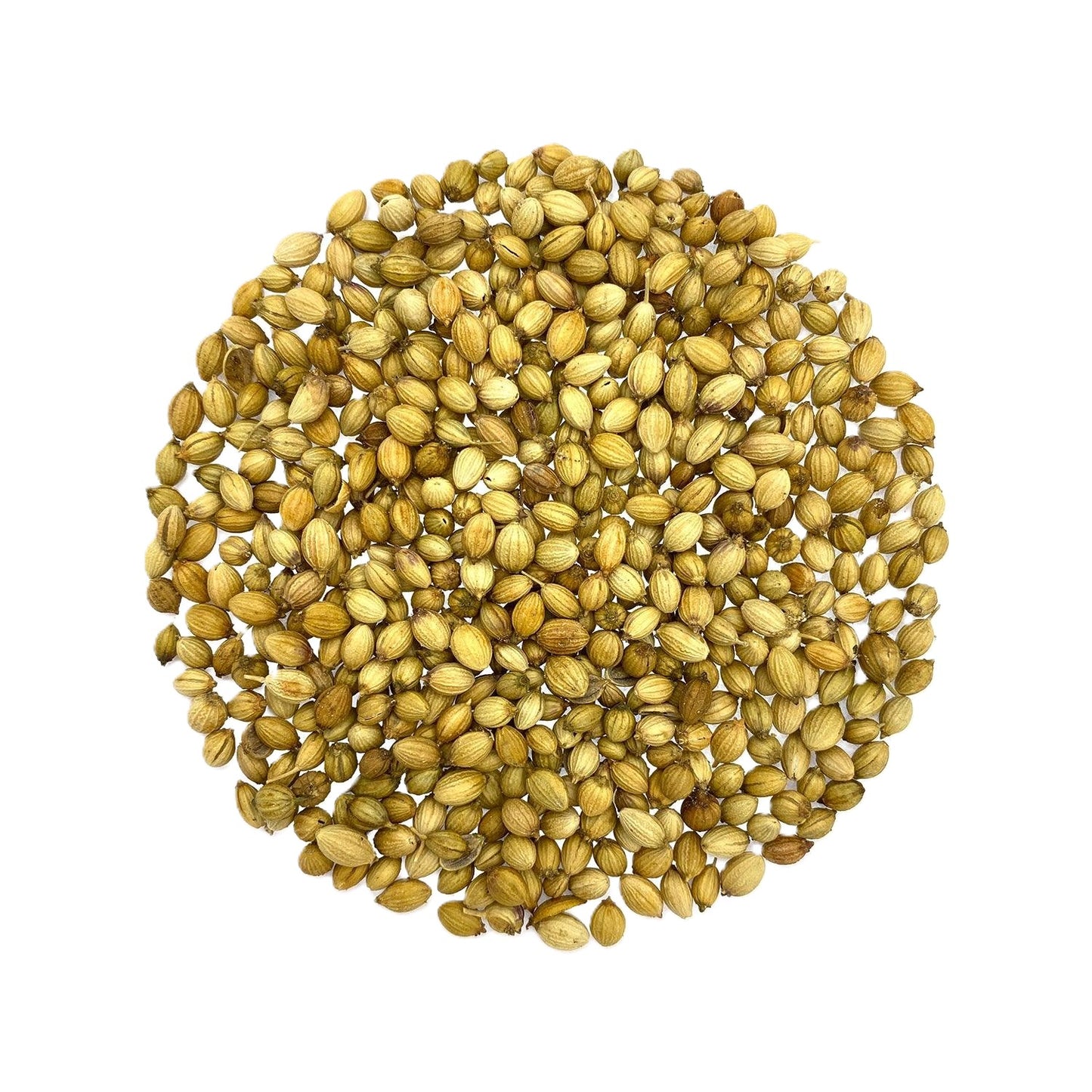 Orgaa Coriander Seeds (Dhaniya) – Multipurpose Herb Seeds for Kitchen Gardening